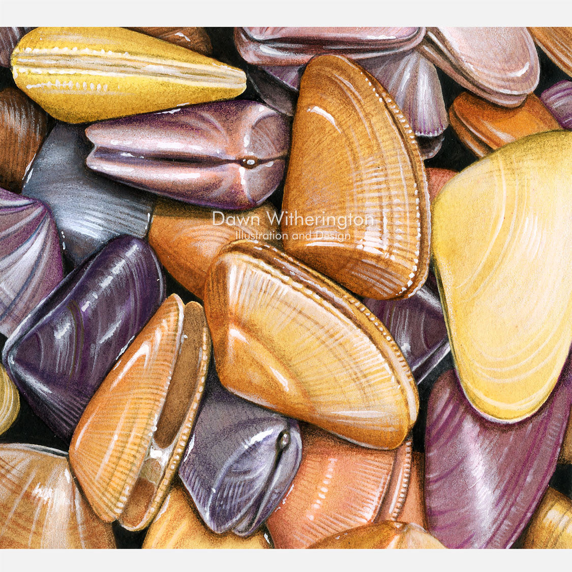 This beautiful illustration of a pile of living coquina clams, Donax variabilis, is accurate in detail.