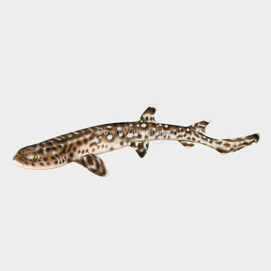 This beautiful  Illustration of a coral catshark (Atelomycterus marmoratus) , is biologically accurate in detail.
