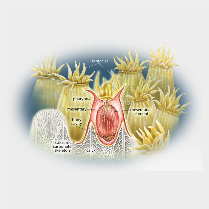 This is a cut-away illustration showing coral polyp anatomy.