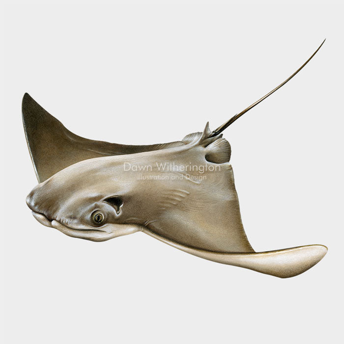 This beautiful illustration of a cownose ray (Rhinoptera bonasus) is biologically accurate in detail.