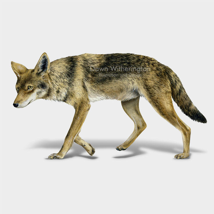 This lovely drawing of a coyote, Canis latrans, is beautifully detailed.