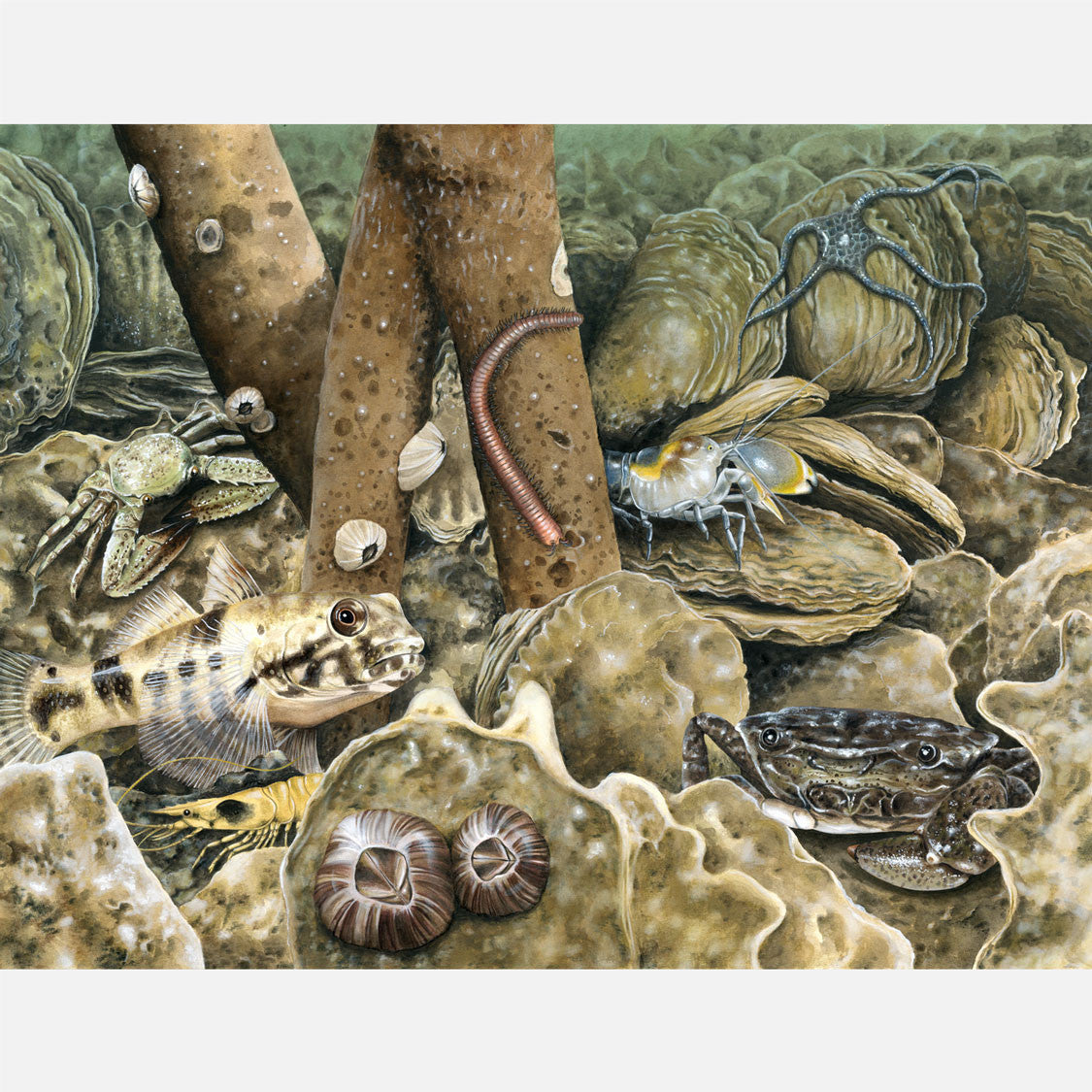 This beautiful, highly detailed and accurate illustration is of an oyster reef from a crab's eye view. 