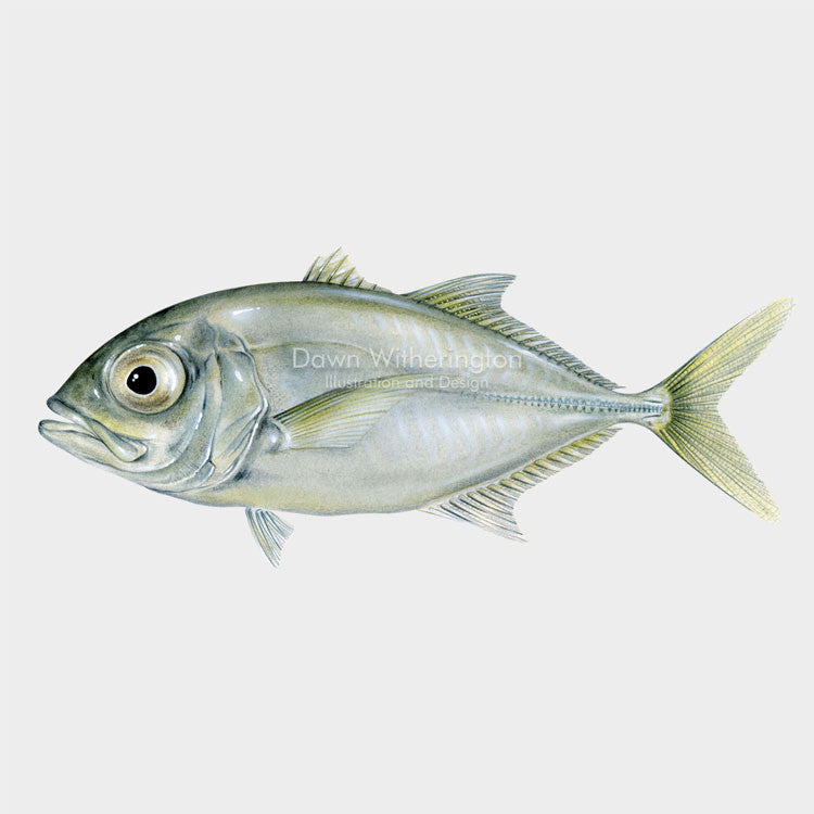 This lovely illustration of a juvenile crevalle jack, Caranx hippos, is biologically accurate in detail.