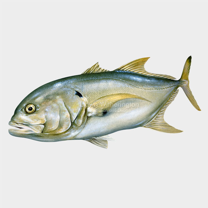 Crevalle Jack – drawnbydawn