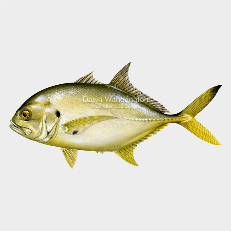 This wonderful drawing of a crevalle jack, Caranx hippos, is biologically accurate in detail.