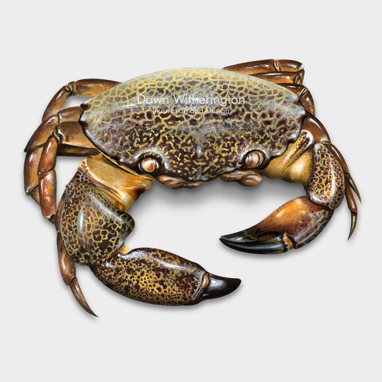 This beautiful drawing of Cuban stone crab, Menippe nodifrons, is biologically accurate in detail.
