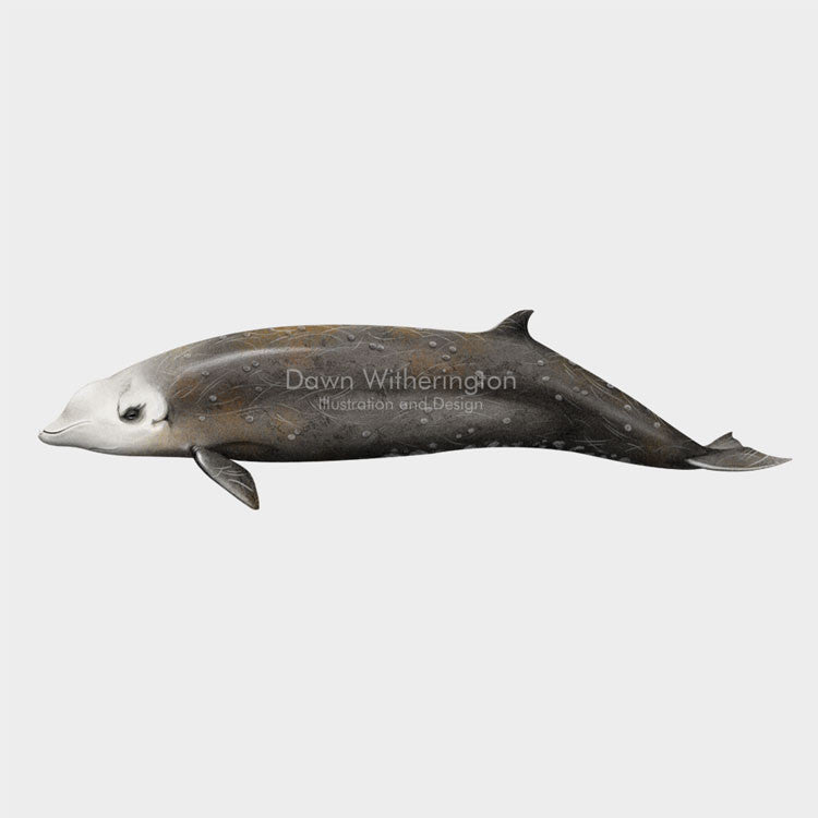 Cuvier's Beaked Whale – drawnbydawn