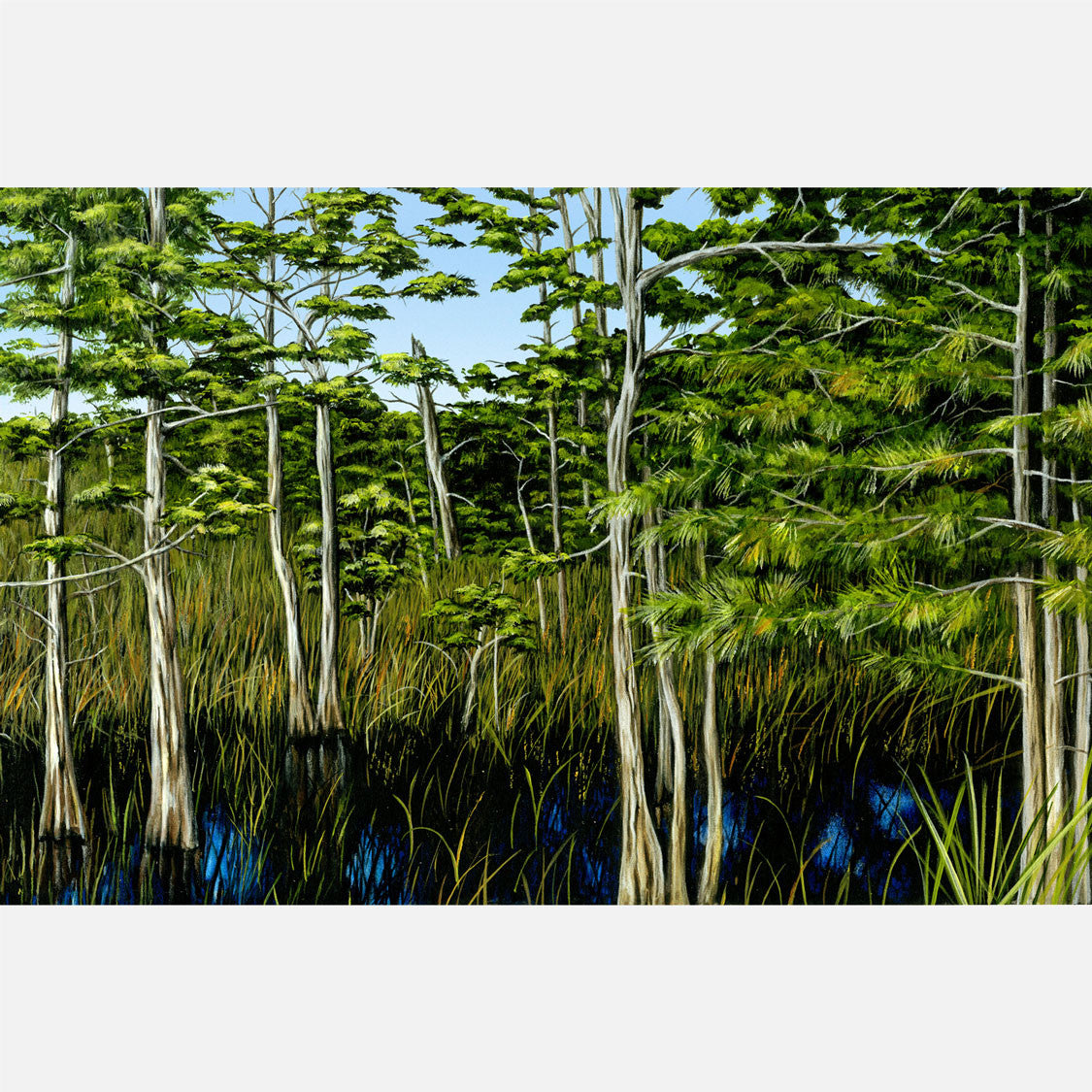 This beautiful, highly detailed illustration of a Florida cypress stand.