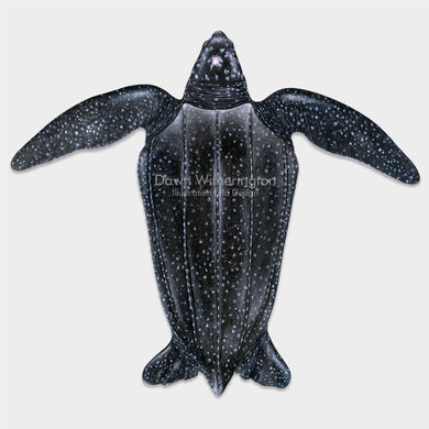 Adult leatherback sea turtle
