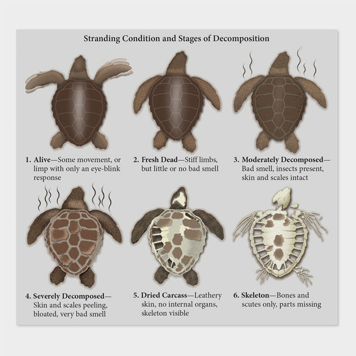 This graphic shows the stages of decomposition of a sea turtle. 