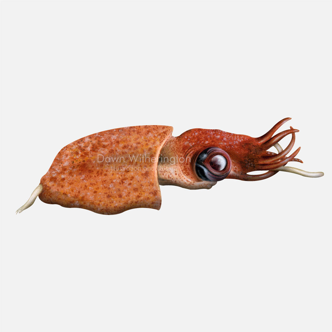 This beautiful drawing of a Deep sea squid is biologically accurate in detail.