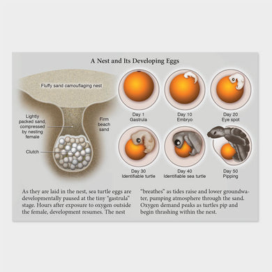 This graphic shows a sea turtle nest and its developing eggs.