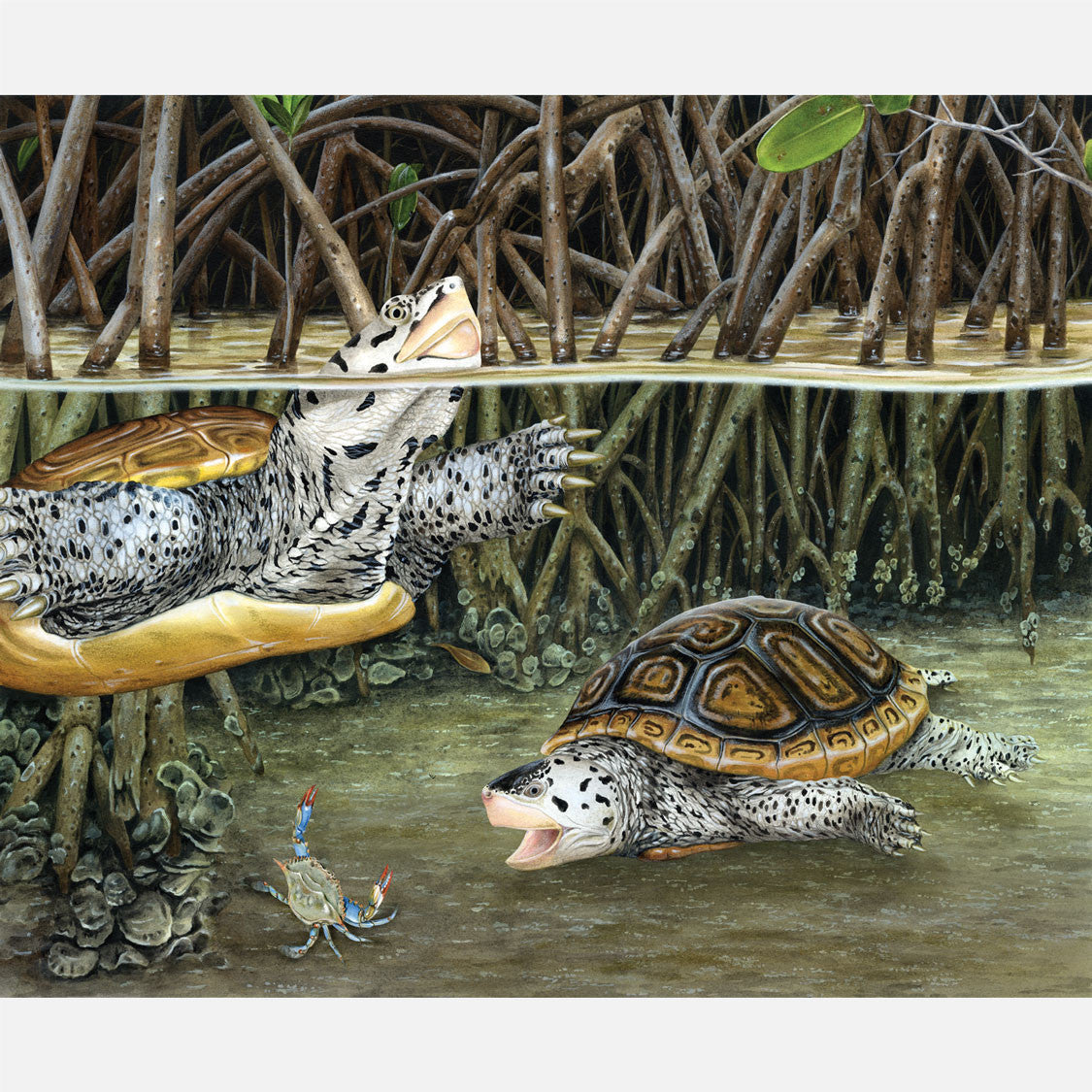 This beautiful, highly detailed and accurate illustration is of a pair of diamondback terrapins, Malaclemys terrapin tequesta, foraging in mangroves. 