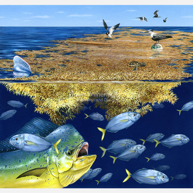 This beautiful illustration of animals associated with the sargassum community is biologically accurate in detail.