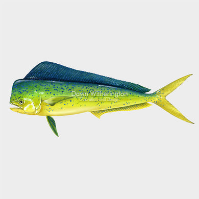 This beautiful illustration of adolphinfish, Coryphaena hippurus, is biologically accurate in detail.