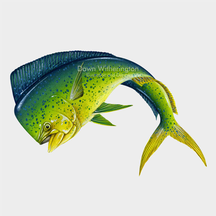 This beautiful illustration of a dolphinfish, Coryphaena hippurus, is biologically accurate in detail.