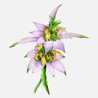 This beautiful illustration of dotted horsemint (Monarda punctata), is botanically accurate in detail.