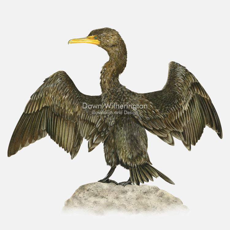 This beautiful illustration of a double-creasted cormorant, Phalacrocorax auritus, is biologically accurate in detail.