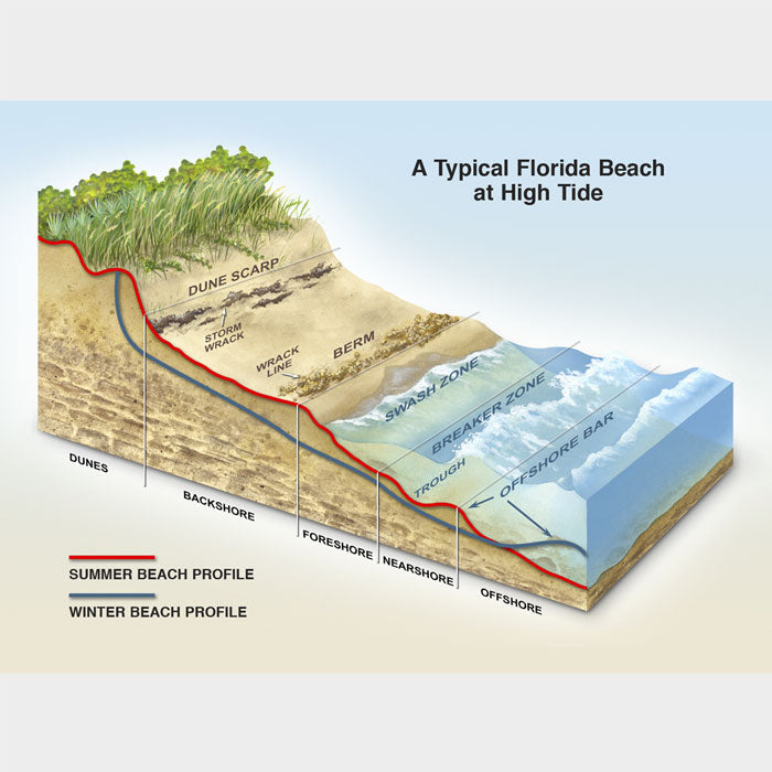 This graphic shows the anatomy of a Florida beach.