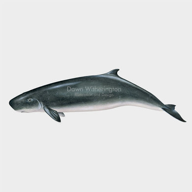 This drawing of a Dwarf sperm whale, Kogia sima, is biologically accurate in detail.