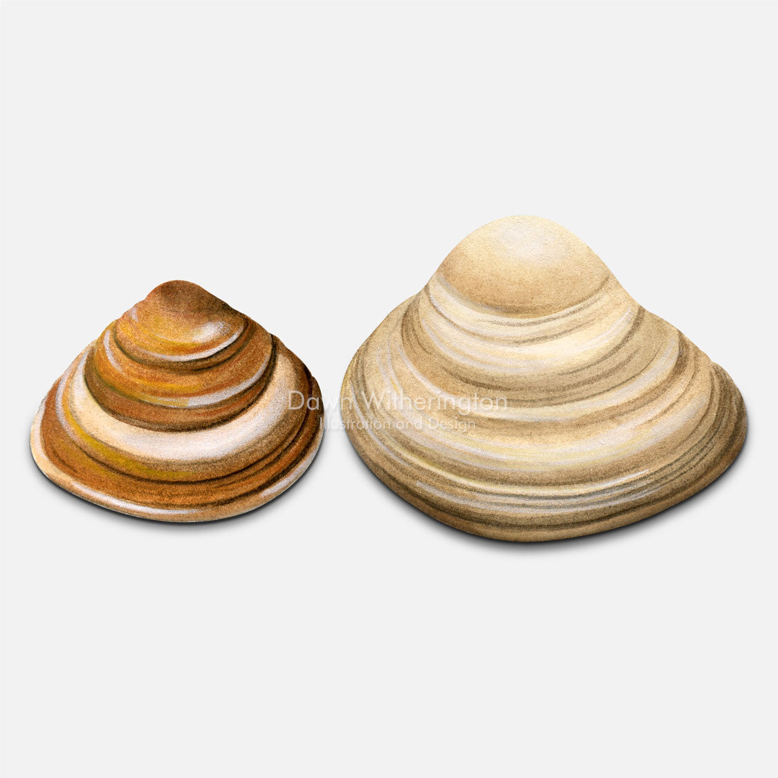 This beautiful drawing of dwarf surf clam shells, Mulinia lateralis, is accurate in detail.