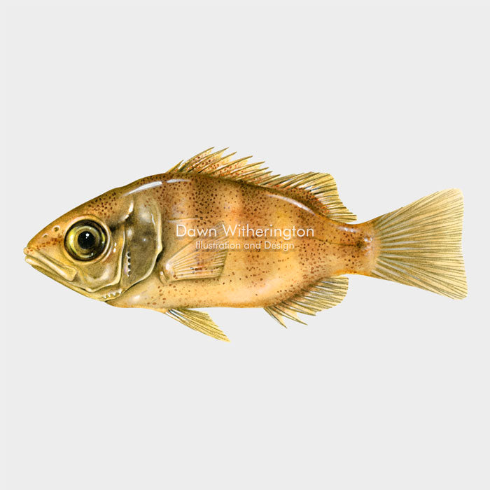 This beautiful illustration of a juvenile mangrove (gray) snapper, Lutjanus griseus, is biologically accurate in detail.