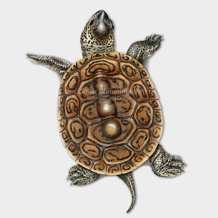 This beautiful illustration of a Florida east coast diamondback terrapin hatchling, Malaclemys terrapin tequesta, is biologically accurate in detail.