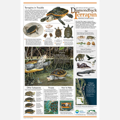 This beautiful poster provides information and identification on the east coast diamondback terrapin (Malaclemys terrapin tequesta).