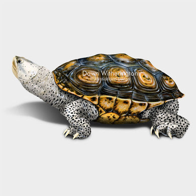 This beautiful illustration of a swimming Florida east coast diamondback terrapin, Malaclemys terrapin tequesta, is biologically accurate in detail.