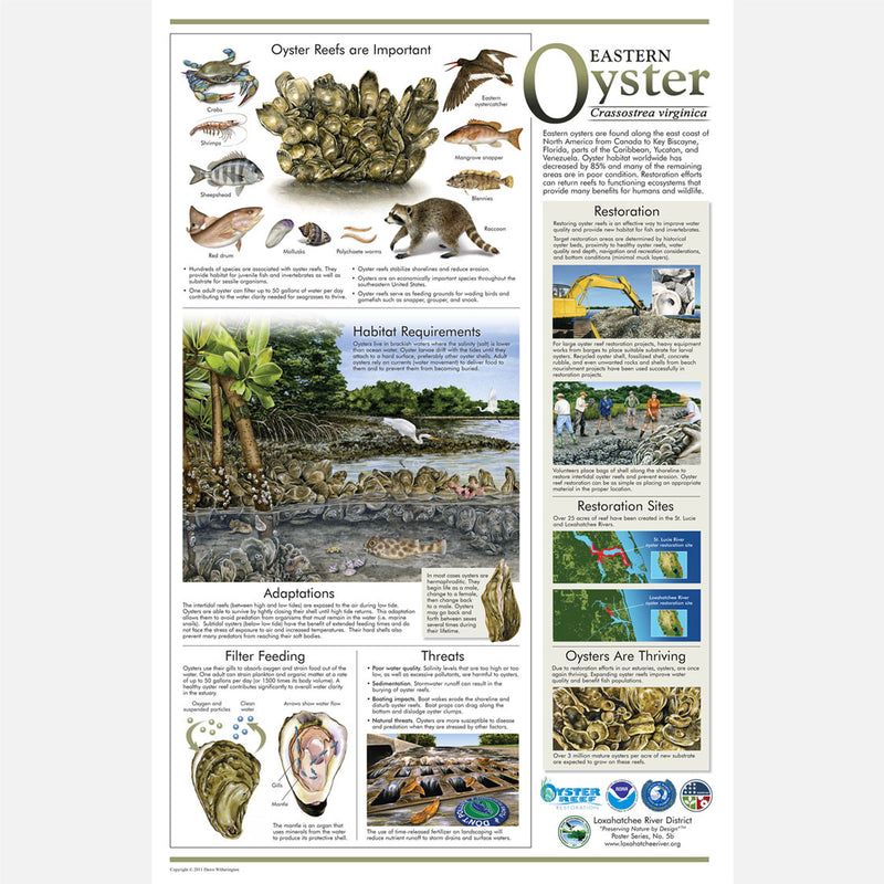  eastern oyster restoration poster drawnbydawn