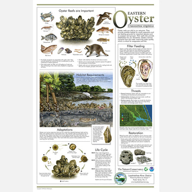 This beautiful poster provides information about the Eastern Oyster, Crassostrea virginica.