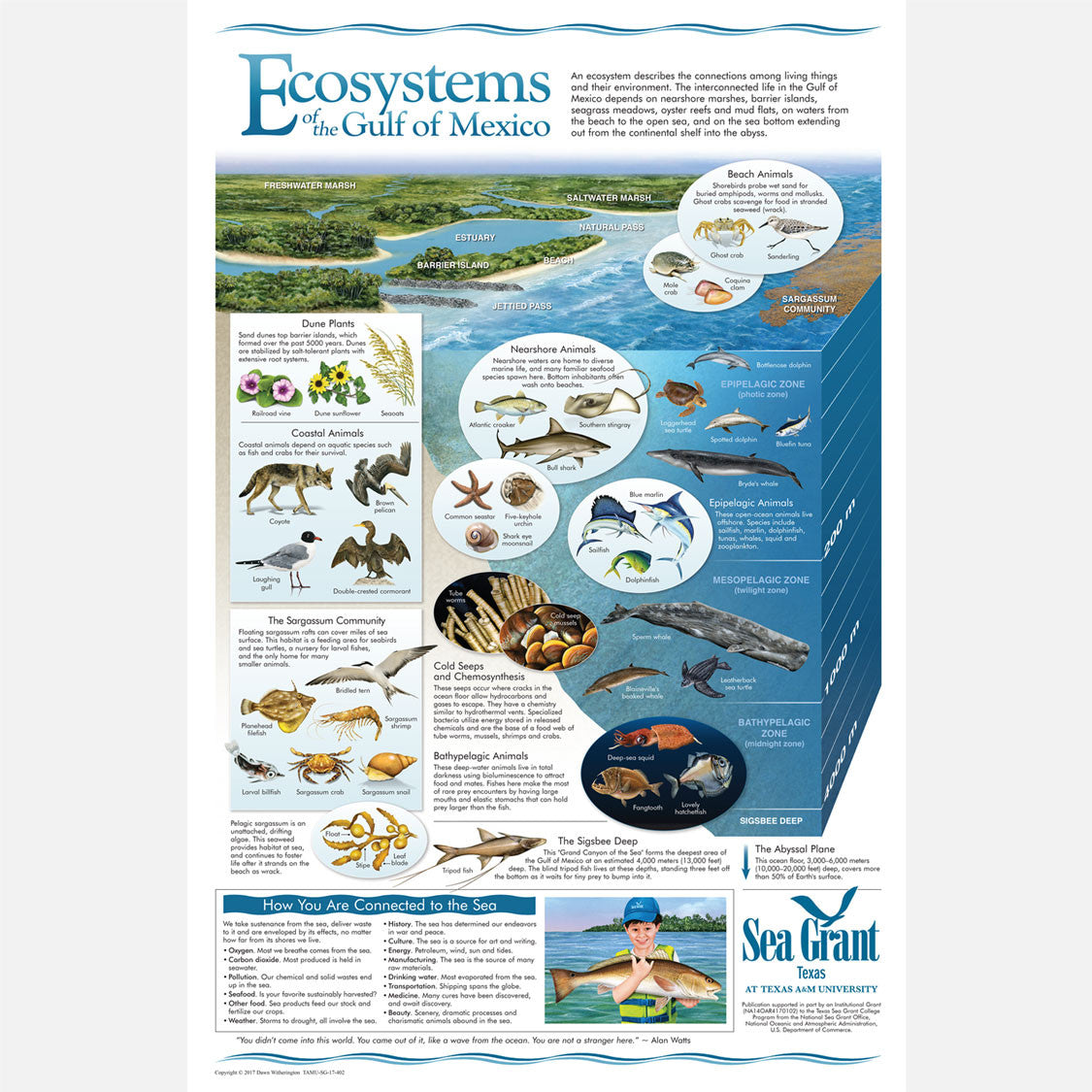 This beautiful poster provides information on the ecosystems of the Gulf of Mexico and how the are connected. 
