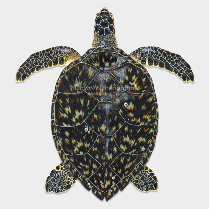 This beautiful drawing of a hawksbill sea turtle, Eretmochelys imbricata, is biologically accurate in detail. 