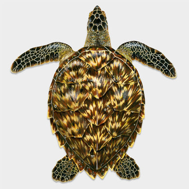 This beautiful drawing of a juvenile hawksbill sea turtle, Eretmochelys imbricata, is biologically accurate in detail. 