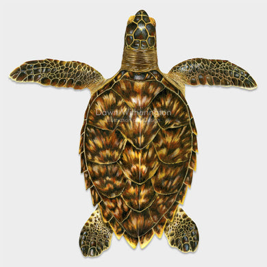 This beautiful drawing of an oceanic hawksbill sea turtle, Eretmochelys imbricata, is biologically accurate in detail. 