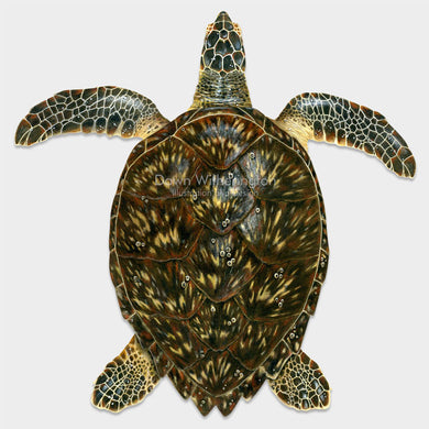 This beautiful drawing of a subadult hawksbill sea turtle, Eretmochelys imbricata, is biologically accurate in detail. 