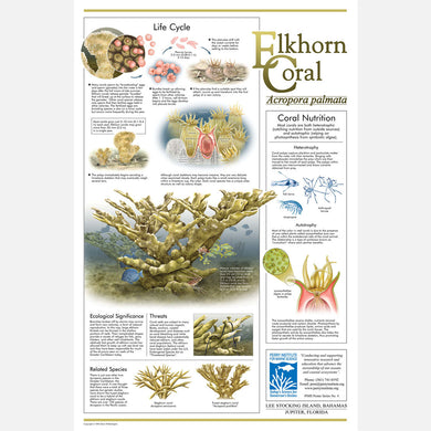 This beautiful poster provides information about the Elkhorn Coral, Acropora palmata. 