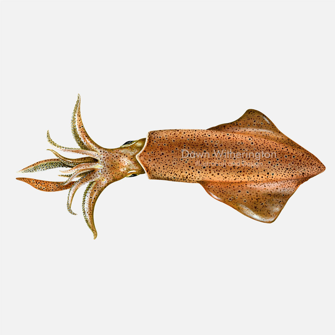 This beautiful drawing of a European squid, Loligo vulgaris, is accurate in detail.
