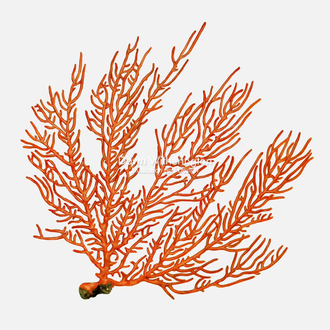This beautiful illustration of a false sea fan, Leptogorgia hebes, is accurate in detail.