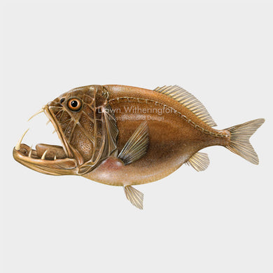 This beautiful illustration of a common fangtooth, Anoplogaster cornuta, is biologically accurate in detail.