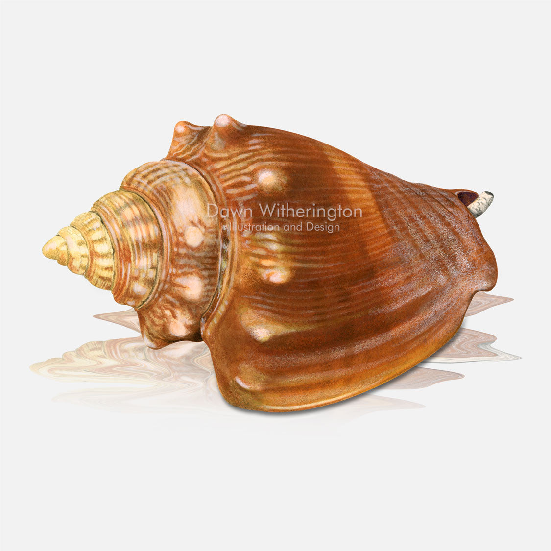This beautiful drawing of a Florida fighting conch, Strombus alatus, is biologically accurate in detail.