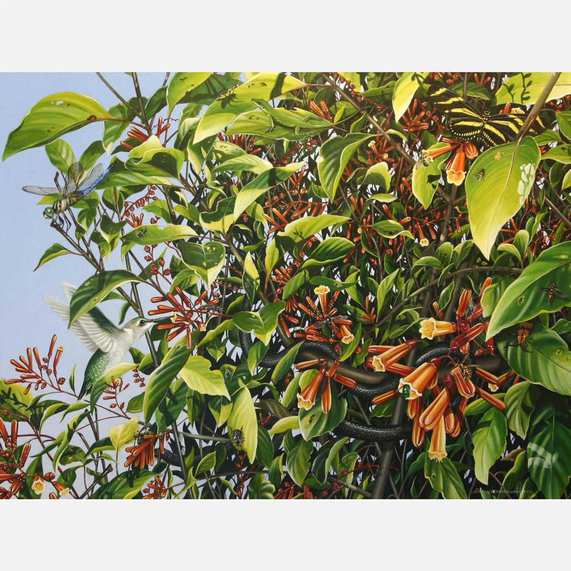 This beautiful illustration of a firebush, Hamelia patens, and the life this large bush attracts is biologically accurate in detail.