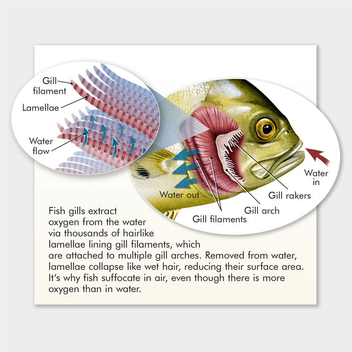 This graphic of the gill structure of a fish describes respiration and osmoregulation. 