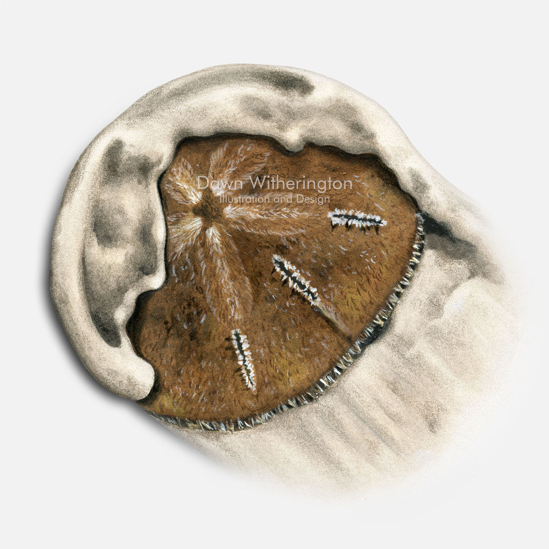 Five Keyhole Urchin (Sand Dollar) – drawnbydawn