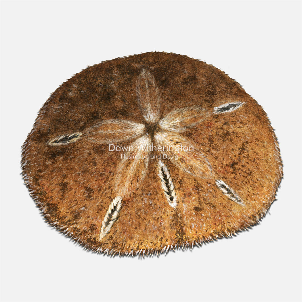 This beautiful illustration of a five keyhole urchin (sand dollar), Mellita quinquiesperforata is biologically accurate in detail.