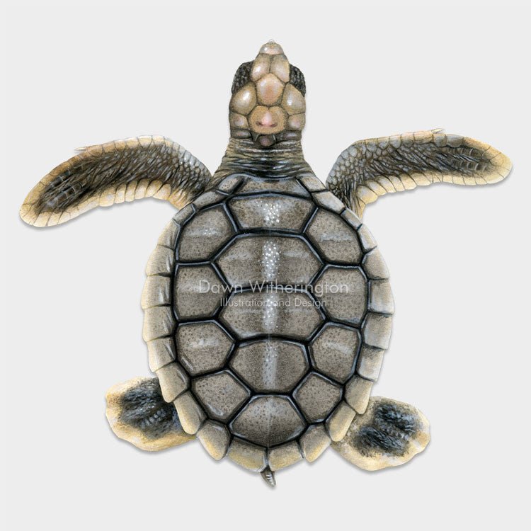 This beautiful dorsal illustration of a hatchling flatback sea turtle, Natator depressus, is biologically accurate in detail.