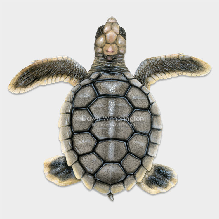 Baby Ridley Draw Olive Ridley Sea Turtle Drawing