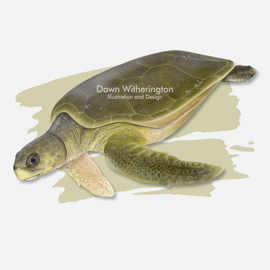 This beautiful illustration is of a flatback sea turtle, Natator depressus, over a swash graphic. 