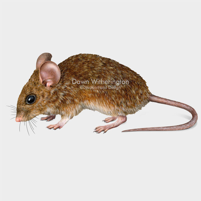 Florida Mouse