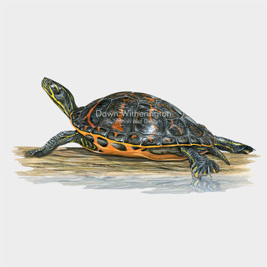 This lovely illustration of a Florida red-bellied cooter, Pseudemys nelsoni, is biologically accurate in detail.